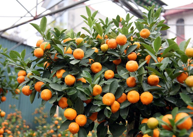 Quất khủng dáng long phụng, không bán chỉ cho thuê giá 50 triệu đồng